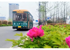 牡丹开出文旅新意 pp电子模拟器助洛阳迎盛会